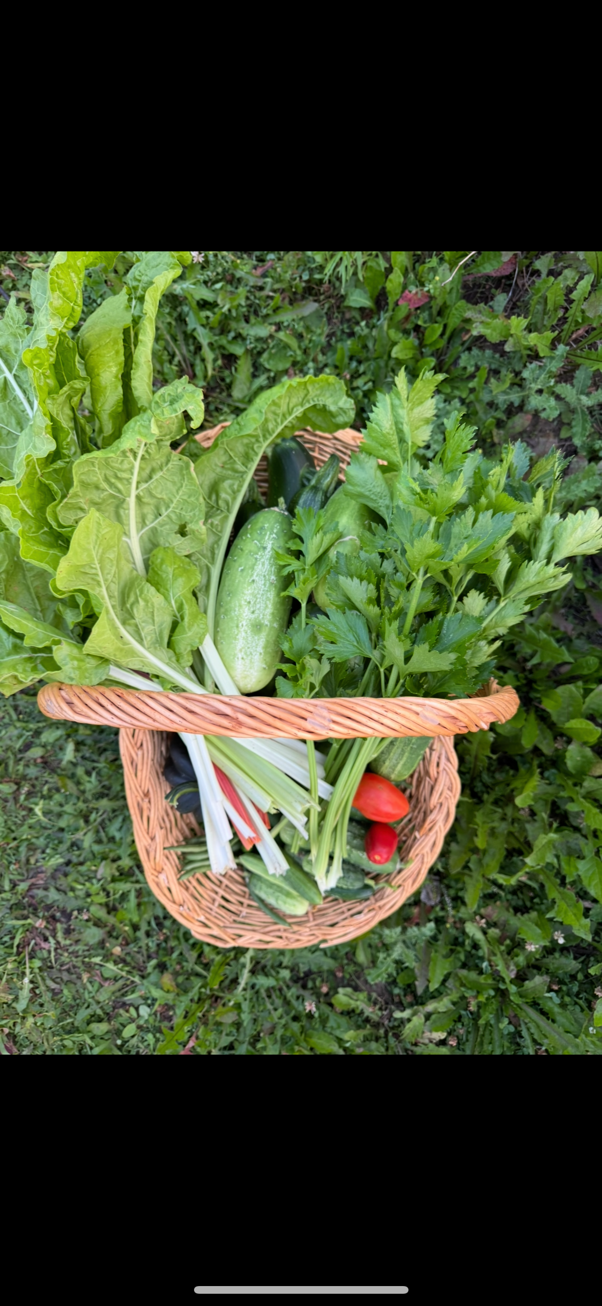 Golden Acres Farm Boxes (12 boxes per season)