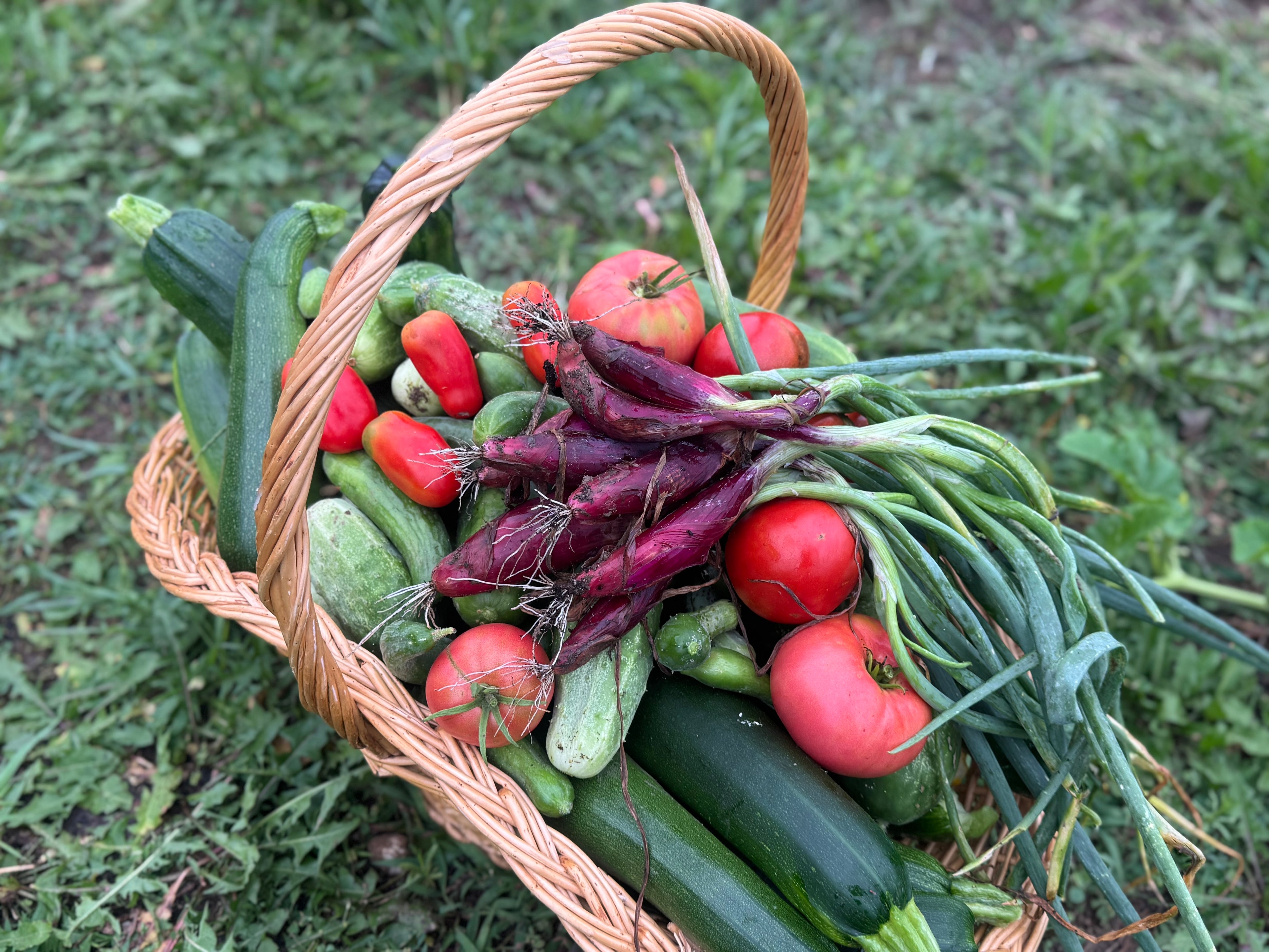 Golden Acres Farm Boxes (12 boxes per season)