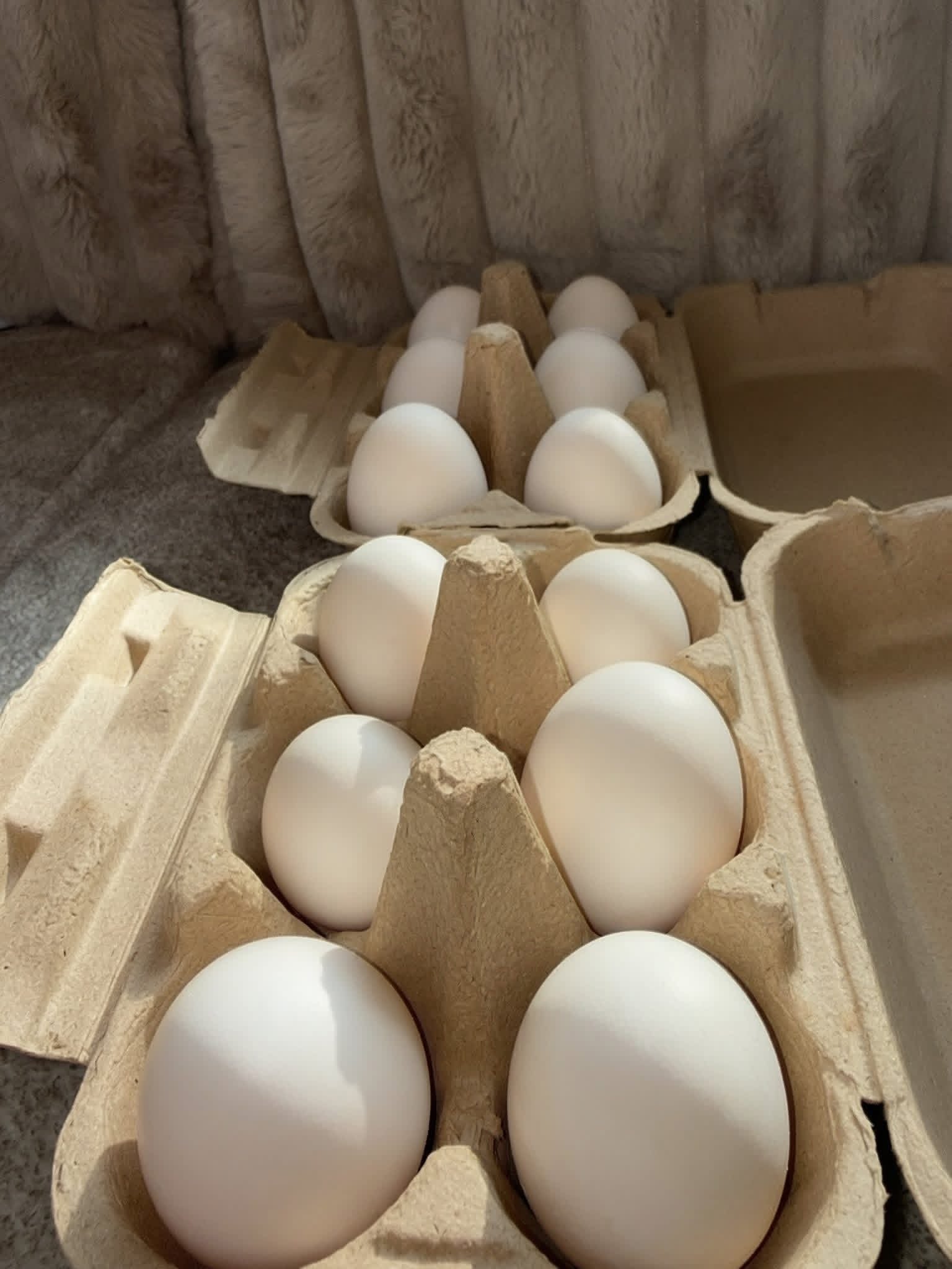Duck eggs (1/2 dozen) ADD-ON (12 1/2 dozen per season)