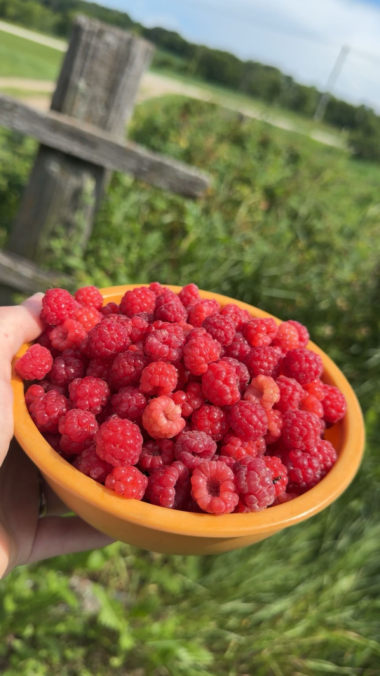 Golden Acres Farm Boxes (12 boxes per season)