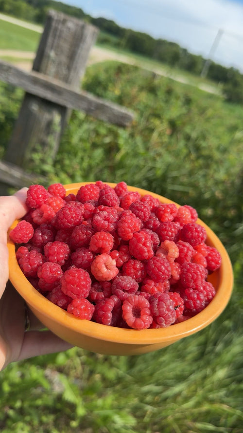 Golden Acres Farm Boxes (12 boxes per season)